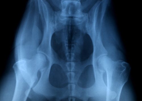 Артроз у собаки на рентгеновском снимке