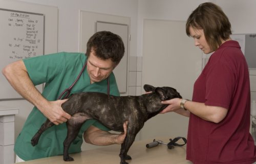 Артроз у собаки находящейся у ветеринара