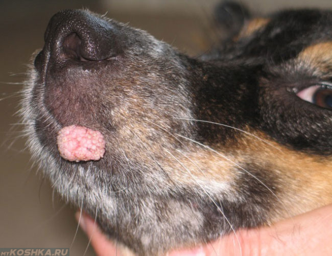 Папиллома на носу у собаки