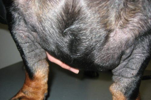 Чёрный акантоз у собаки на кожном покрове