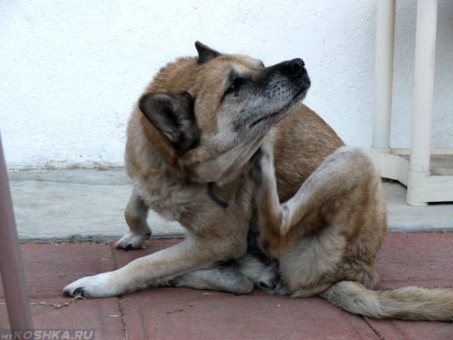 Зуд у собаки на теле сидящей на полу