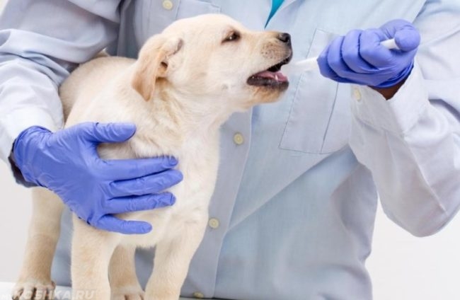 Дегельминтизация собаки в клинике