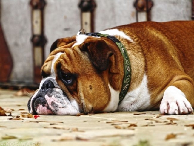 Депрессия у собаки лежащей на полу