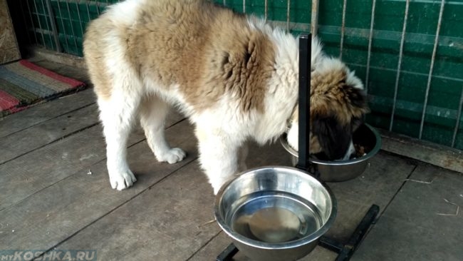 Собака и две миски с едой и водой