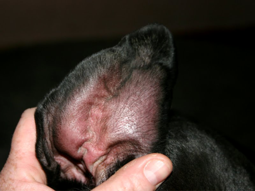 Гематома ушной раковины у собаки чёрного окраса