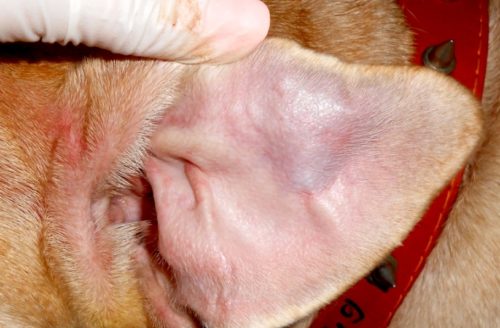 Гематома ушной раковины у собаки в приближенном виде