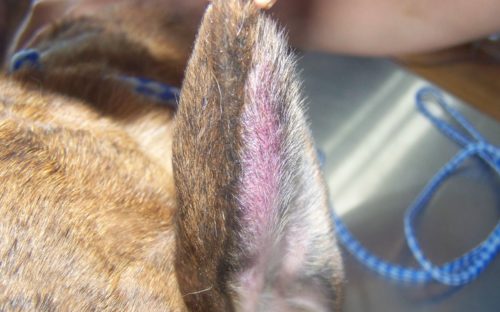 Гематома ушной раковины у собаки выявленная в клинике