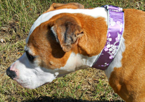 Гематома ушной раковины у собаки с ошейником