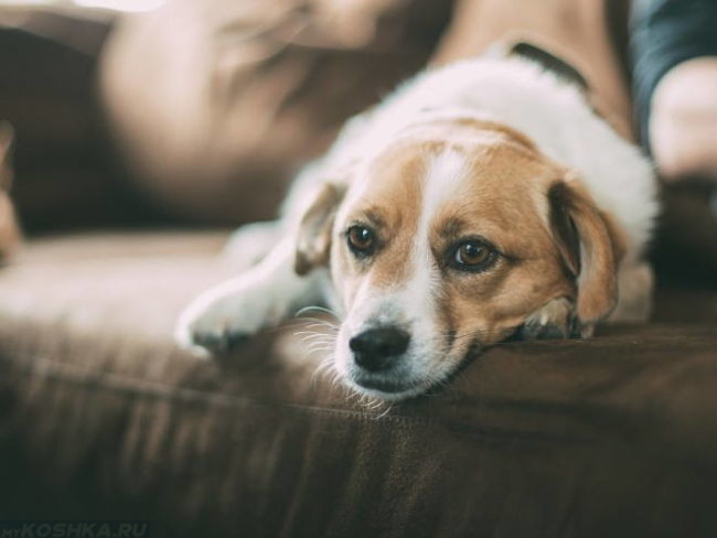 Грустная собака на диване