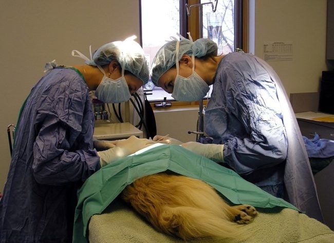 Хирургическое вмешательство на собаке