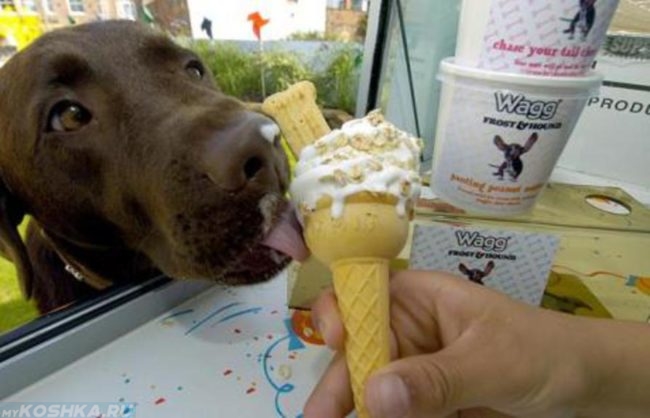 Собака и мороженое в руке
