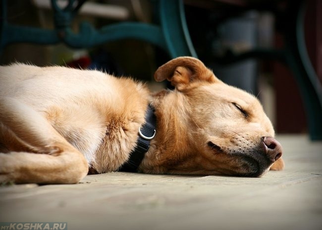 Интоксикация у собаки лежащей на боку