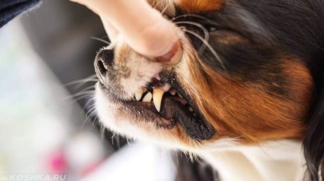 Кариес у собаки на зубе и рука хозяина