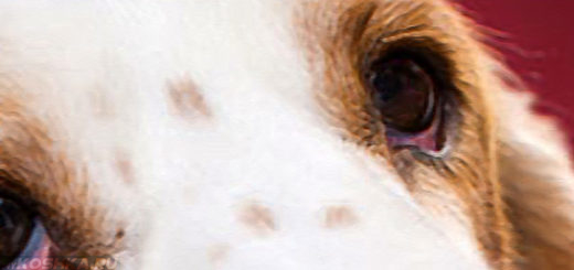 Красные глаза у собаки вблизи