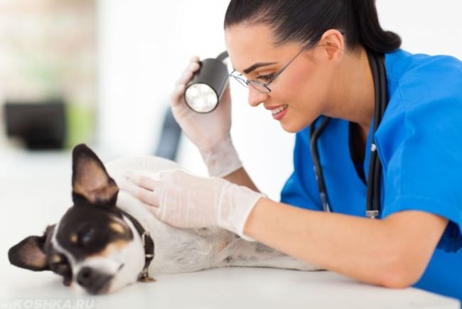 Собака диагностируемая у ветеринара