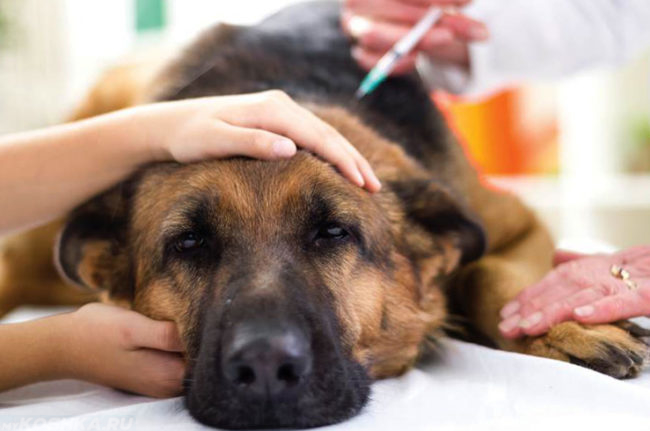 Лечение собаки в клинике