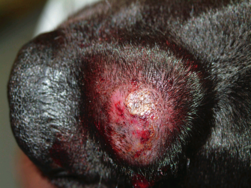 Мастоцитома у собаки чёрного окраса