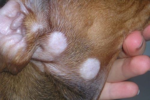Микроспория у собаки на шее