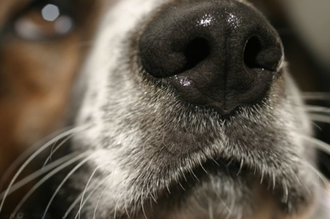 Влажный нос у собаки в приближенном виде