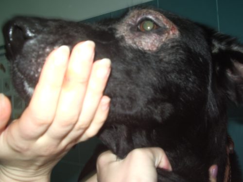 Выпадение шерсти вокруг глаз у собаки