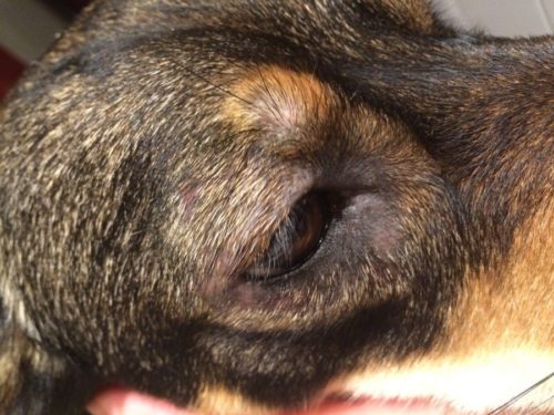 Выпадение шерсти вокруг глаз у собаки тёмного окраса