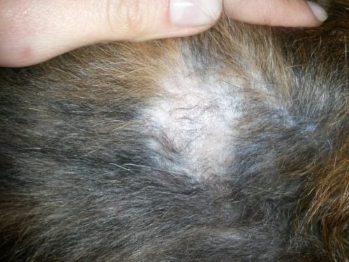 Выпадение шерсти на спине у собаки и пальцы