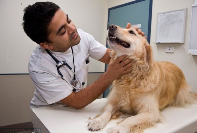 Осмотр собаки у ветеринарного врача