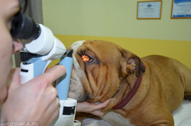 Осмотр глаз собаки в клинике