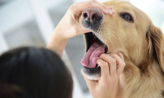Осмотр гортани у собаки в клинике
