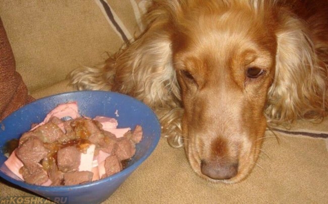 Собака и тарелка с едой на диване