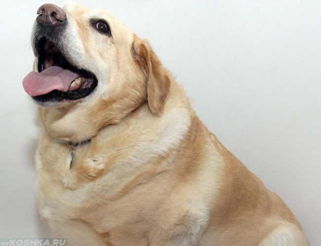 Собака с лишним весом с открытым ртом