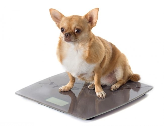 Ожирение у собаки сидящей на весах