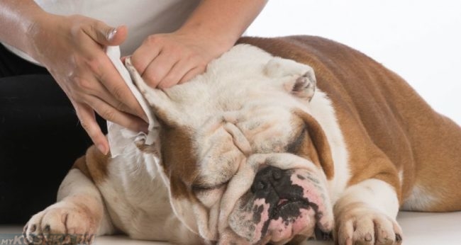 Пальпация уха собаки в клинике