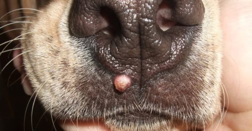 Папиллома у собаки на носу