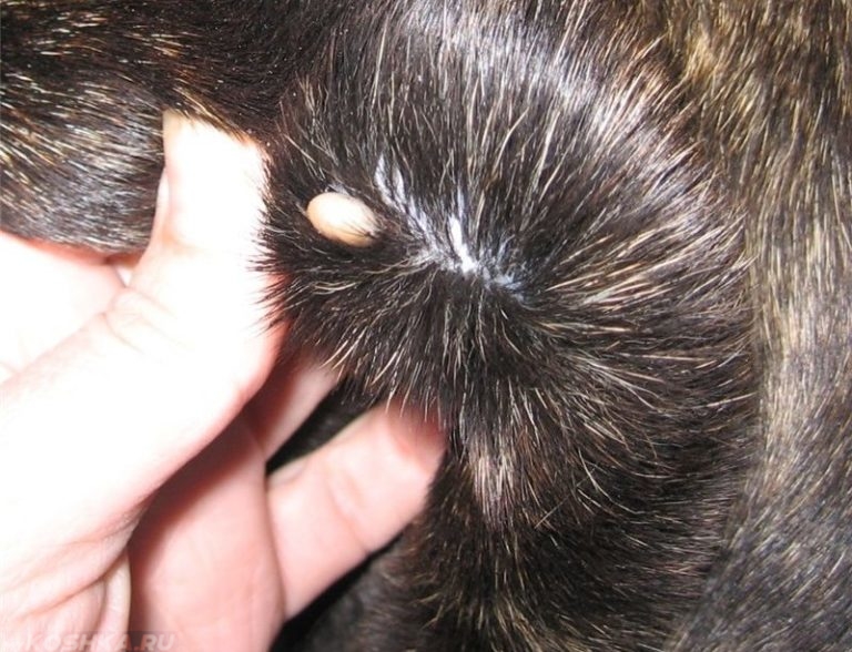 Папилломы у собак: лечение в домашних условиях, фото, схема