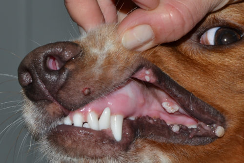 Вирусный папилломатоз у собаки во рту
