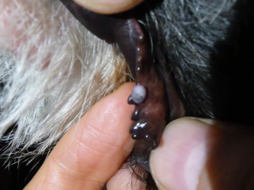 Вирусный папилломатоз у собаки и пальцы