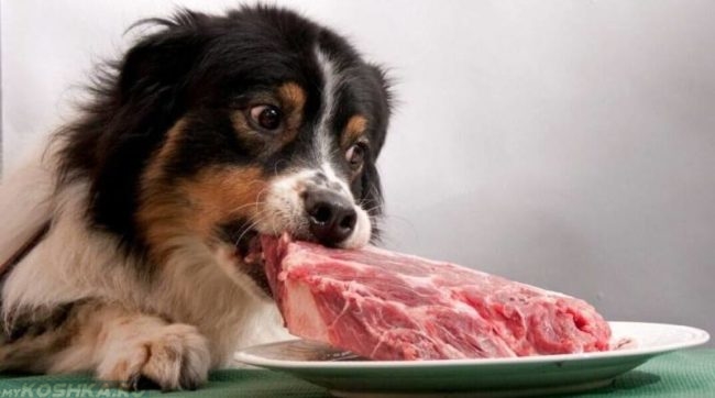 Собака держащая в пасти кусок мяса