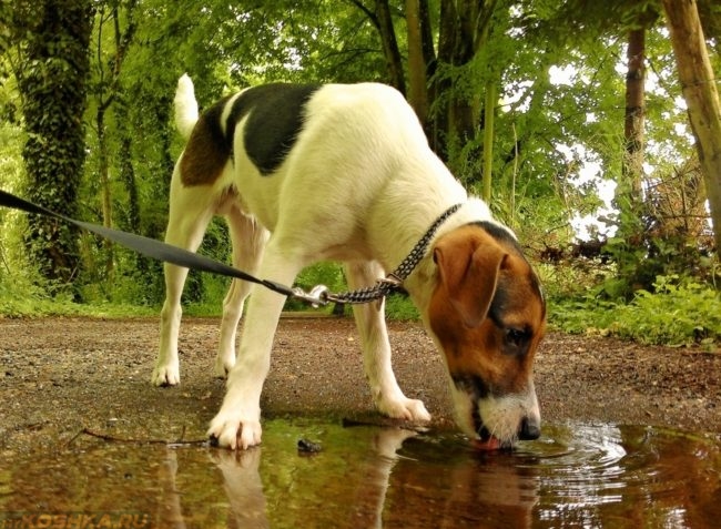 Собака пьющая воду из лужи