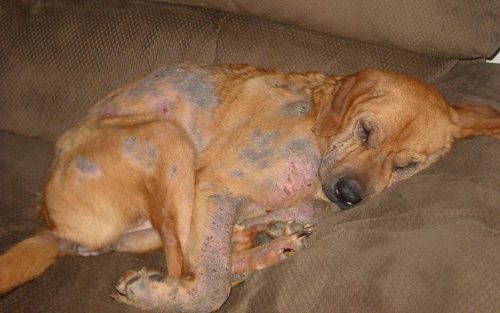 Пиодермия у собаки по всему телу