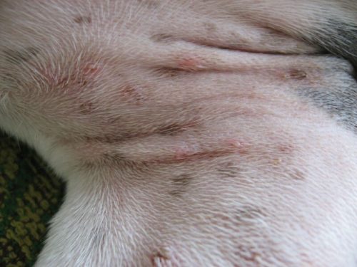 Пиодермия у собаки на теле