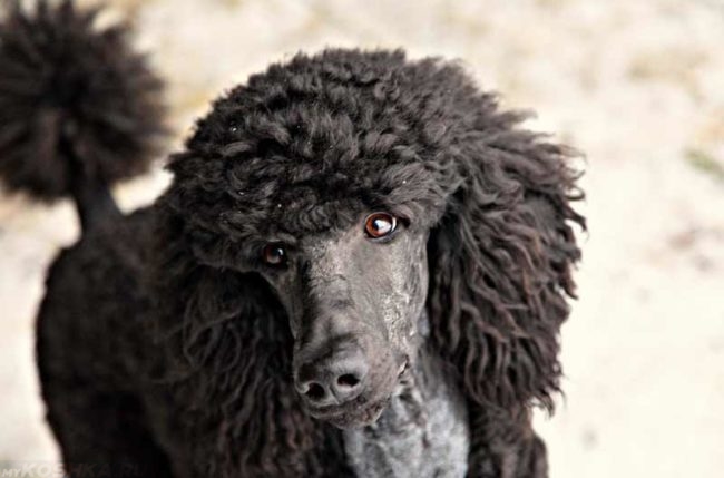 Собака породы пудель чёрного окраса