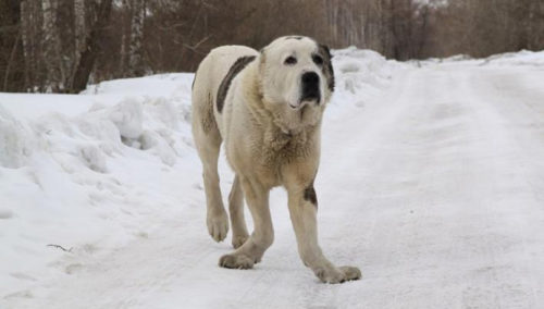 Рахит у собаки стоящей на снегу