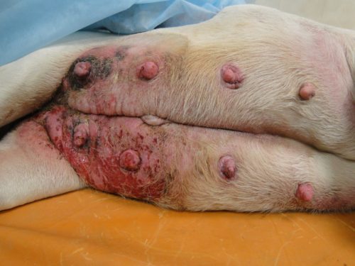 Рак молочной железы у собаки