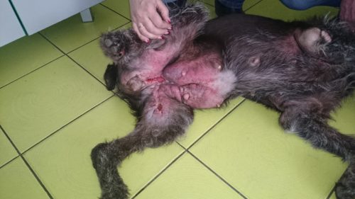 Рак молочной железы у собаки лежащей на полу