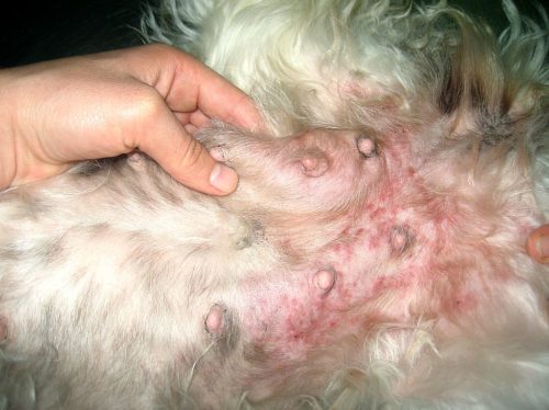 Рак молочной железы у собаки и рука хозяина