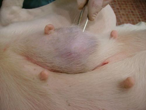 Рак молочной железы у собаки прощупываемый пинцетом
