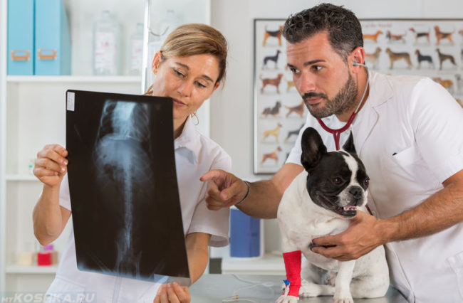 Проведение рентгена для собаки