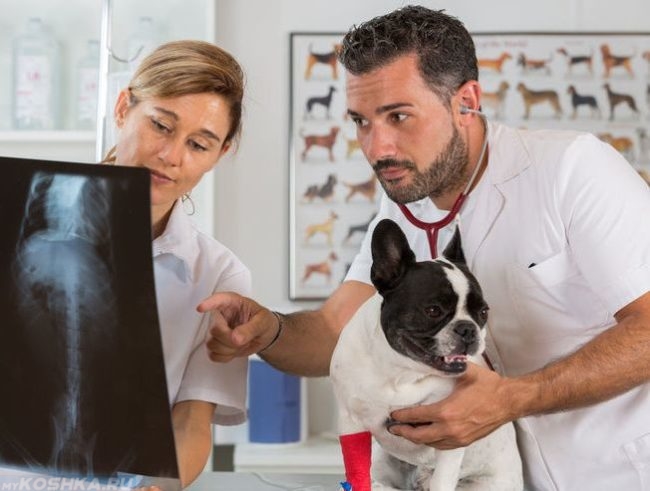 Собака после рентгена в клинике
