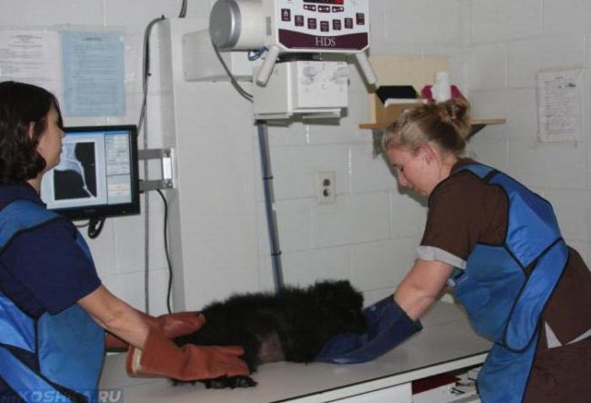Рентгенография собаки в ветеринарной клинике